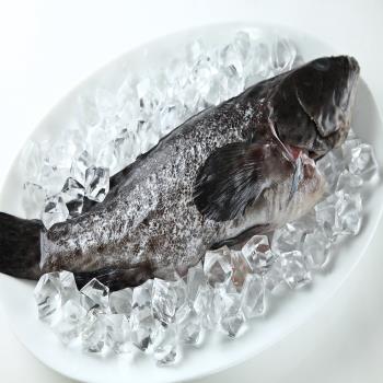 【華得水產】青斑石斑魚8尾(400-490g/尾)