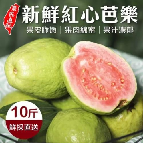 果農直送-台農嚴選紅心芭樂1箱(約10斤/箱)