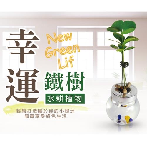 懶人救星療癒水耕植栽招財樹1入組