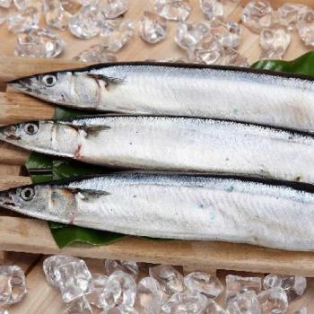秋刀魚 竹筴魚 鮮魚 Etmall東森購物網