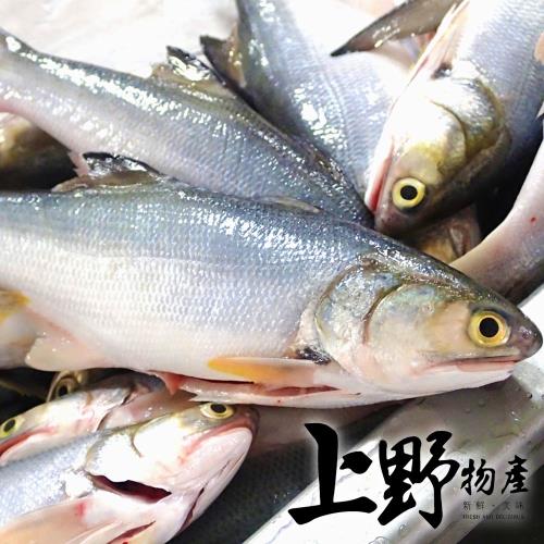 【上野物產】台灣鮮嫩肥美午仔魚（550g±10%/隻）x2隻