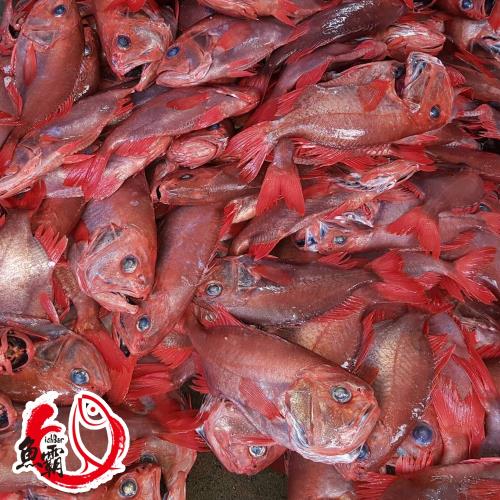 【魚博士-魚霸】南方澳野生現撈紅飛刀舅500g-600g(6包入)