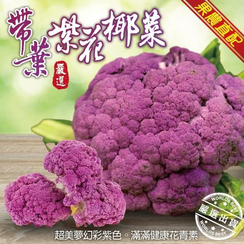 果農直配-鮮採紫色花椰菜(整朵)(5朵/每朵350g±10%)