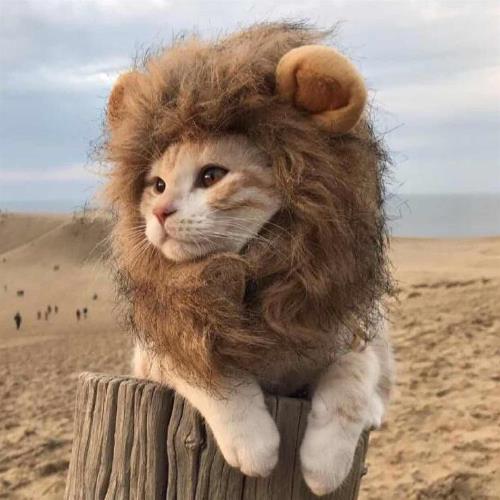 『環球嚴選』寵物搞笑獅子頭頭飾P0011