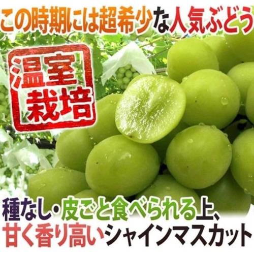 果物樂園-日本麝香葡萄原箱(10-12串/約5kg±10%含箱重)