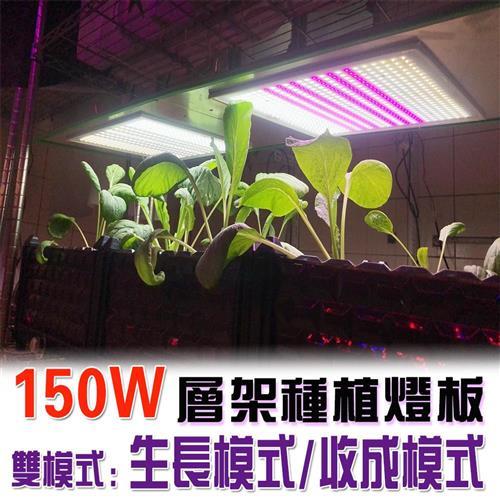 君沛 植物燈板 150瓦 量子板 植物層架燈板 雙色溫 植物燈板 裸版 led燈板