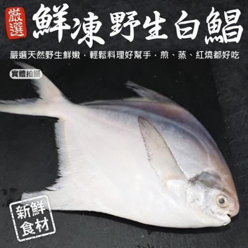 漁村鮮海-鮮嫩野生白鯧魚共1尾(約220-280g/尾)