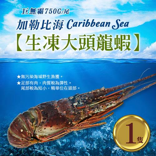 築地一番鮮 蔚藍海-加勒比海生凍巨無霸大頭龍蝦1隻(約750g/隻)