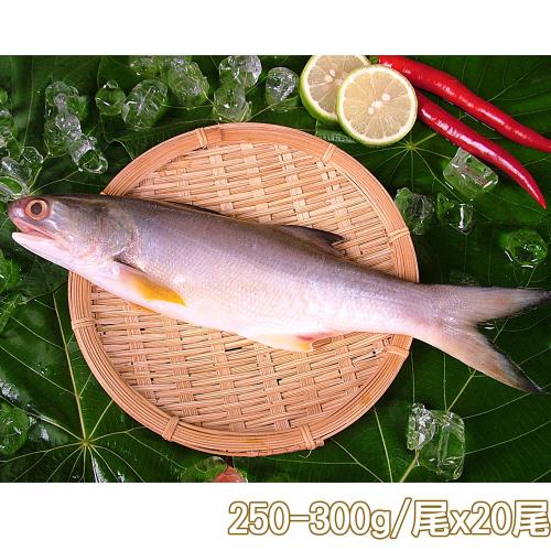 【新鮮市集】人氣原味午仔魚20尾(250-300g/尾)