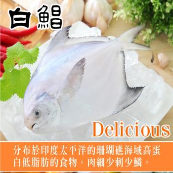 【海之醇】大規格野生正白鯧魚-3隻組(400g±10%/隻)