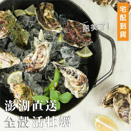【天和鮮物】大牌駕到-澎湖直送超新鮮-全殼活牡蠣5kg-超狂中秋給我來點猛料-5個出貨日任你選