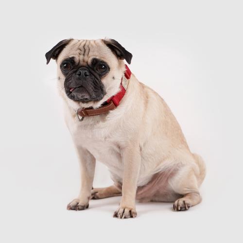 SPUTNIK 斯普尼克寵物項圈-M