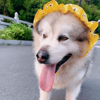 狗狗貓咪夏季太陽帽拍照可愛裝飾泰迪金毛阿拉寵物頭套可愛頭飾