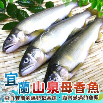 【歐嘉嚴選】宜蘭爆卵母香魚約8~10尾組-1KG/約8~10尾/盒