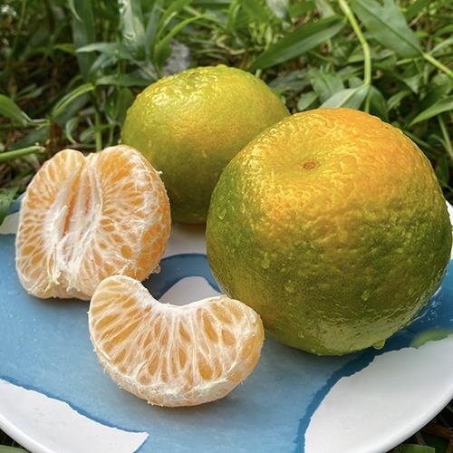 25A特級竹崎椪柑、橘子/農家新鮮直送 20台斤紙箱裝 /免運