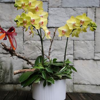黃色系蝴蝶蘭桌上型盆栽