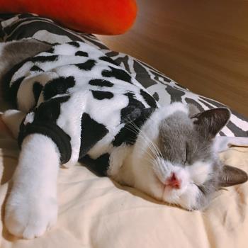 貓咪衣服秋冬裝寵物無毛貓貓保暖可愛英短藍貓斯芬克斯布偶貓衣服