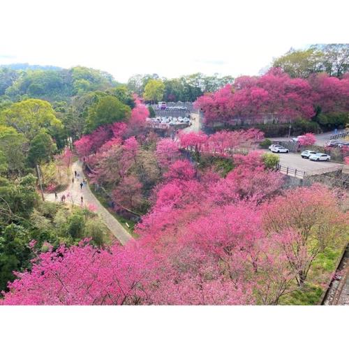 苗栗粉色風爆櫻花開+炮仗花一日遊單人券-台北