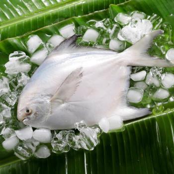 【華得水產】鮮嫩特大野生白鯧魚2件(720-800g/尾)