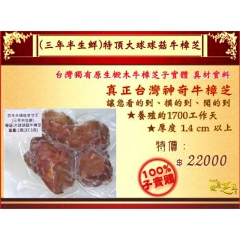 【百年永續健康芝王】牛樟芝(三年半特頂大球菇) 生鮮品 (37.5g /1兩)