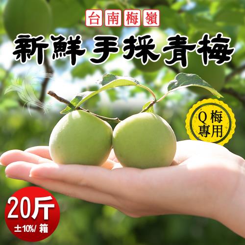 【禾鴻】台南梅嶺新鮮手採青梅20斤1箱(Q梅、梅酒、梅醋 專用、清明節後出貨)