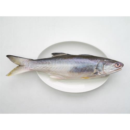 (天和鮮物)台灣在地鹹水午仔魚 150g