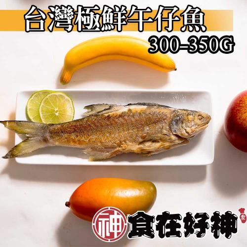 【食在好神】午仔魚300-350克 共9尾