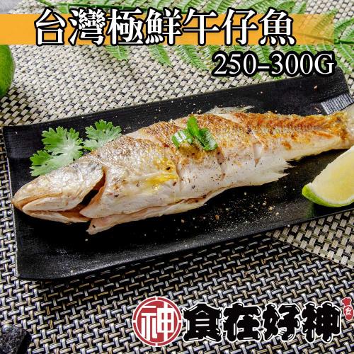 【食在好神】午仔魚250-300克 共7尾