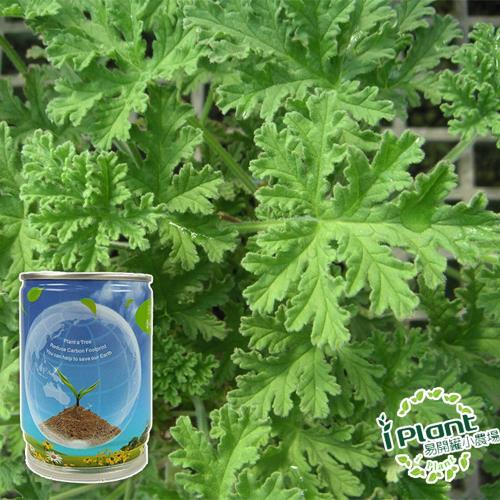 任-iPlant易開罐頭小農場(防蚊樹-香檸檬桉)開心樂活植栽