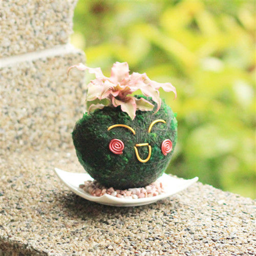 【Light+Bio】心心相印苔球-綠