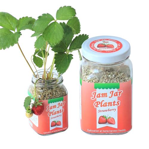 【Light+Bio】Jam Jar Plants小植栽-迷你草莓