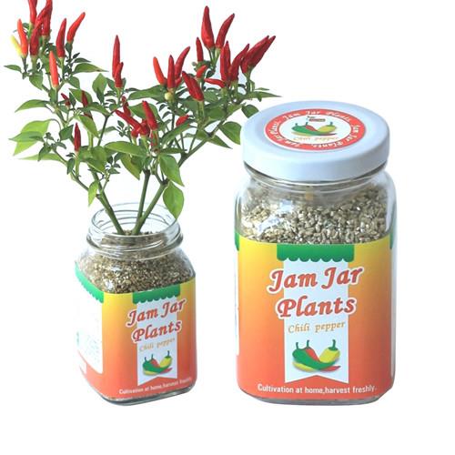 【Light+Bio】Jam Jar Plants小植栽-五彩辣椒