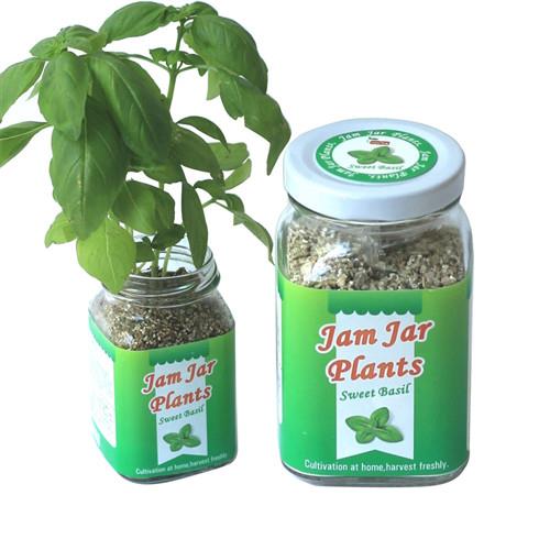 【Light+Bio】Jam Jar Plants小植栽-甜羅勒