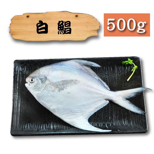 漁季 野生白鯧魚1包(500g/包)