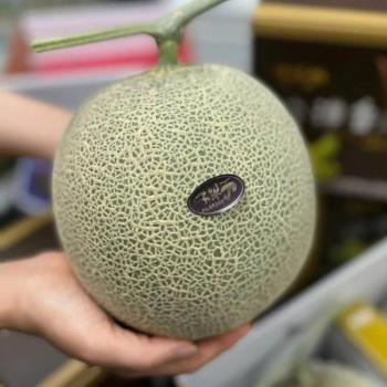 【RealShop 真食材本舖】日本頂級品種 阿露斯網紋洋香瓜 禮盒 1.6kg±10% 單顆裝