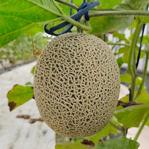 翁三農場-友善耕種認證-頂級麝香王子阿露斯哈密瓜-2入大果（單顆果重≧2.5台斤）411項農藥檢驗零檢出。