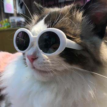 寵物貓眼鏡復古耍酷狗眼鏡娃娃拍照道具貓狗搞怪墨鏡飾品中型法斗