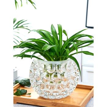 水培器皿創意玻璃花盆水養植物瓶透明花器綠蘿銅錢草花瓶圓形容器