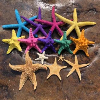 天然海螺貝殼五指霸王海星標本地中海風格婚慶道具地臺裝飾品擺件