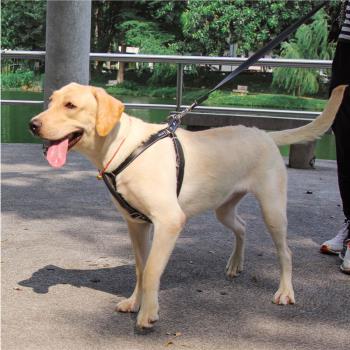 狗用品大型犬牽引繩胸背帶調節背心式專用加粗防脫寵物牛皮遛狗繩