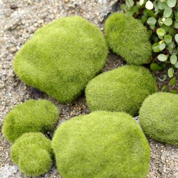 仿真苔蘚微景觀假石頭微拍植絨石頭道具塑料草坪攝影擺件裝飾配件