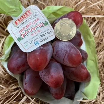 【RealShop 真食材本舖】日本長野妃紅提 紅葡萄禮盒 兩房裝 每盒約1.2kg±10% (當季水果)