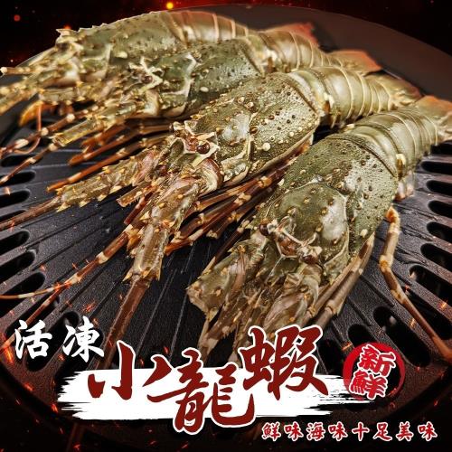 海肉管家-活凍小龍蝦1尾(約100-150g/尾)