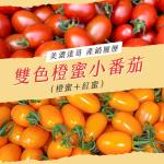 【初品果】雙色橙蜜香小番茄3斤x2盒_(橙蜜+紅蜜,共3斤)