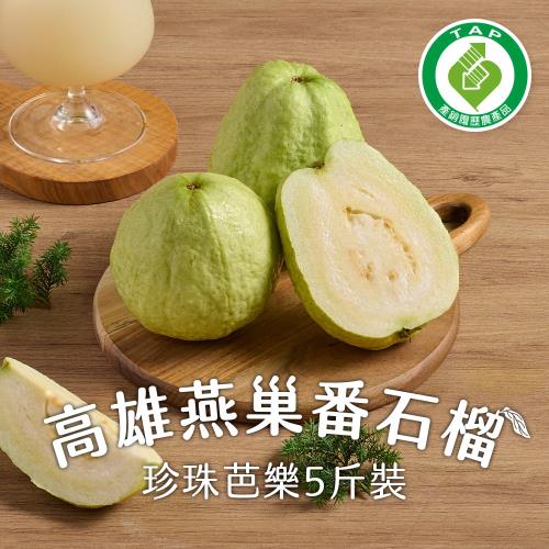 【匯通果菜】燕巢產銷履歷珍珠芭樂5斤x1盒(產地直送_375-500g/顆_6~8顆/盒)