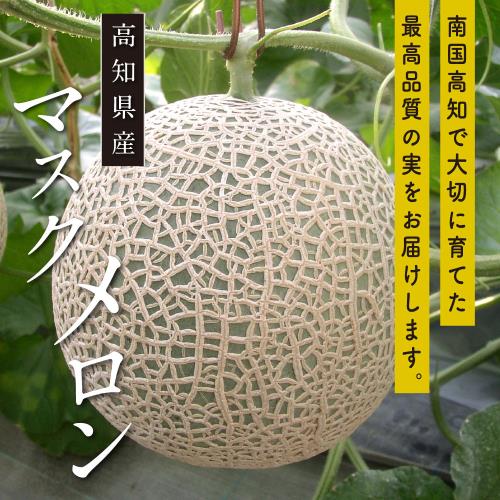 果物樂園-日本高知綠哈密瓜(2顆_約1.5kg/顆)