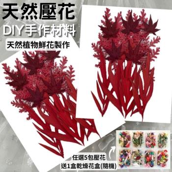 【A-ONE】壓花材料 乾燥花材料 壓花 押花 手工壓花 植物 壓花DIY 乾花 乾燥花DIY 書籤乾燥花