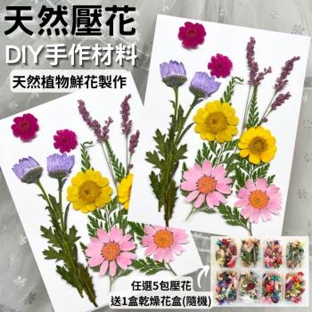 【A-ONE】真花壓花 永生花 春色粉菊花 DIY水晶滴膠 飾品 手帳裝飾 乾燥花 植物 押花標本 書籤