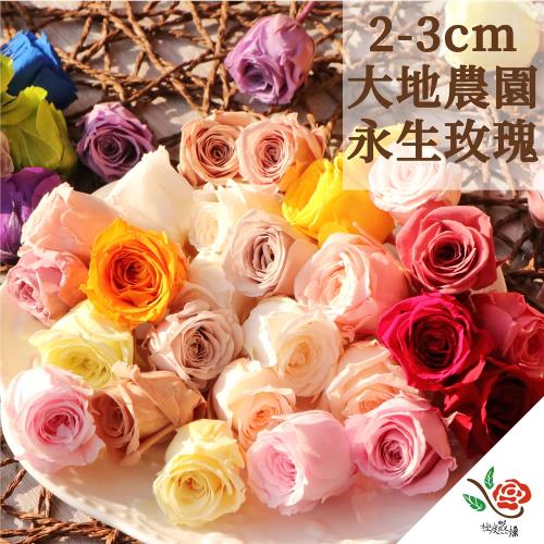 極度花燥 大地農園 02370 永生小玫瑰