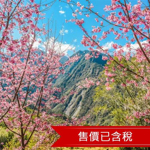 新竹旅遊│保證住五星新竹飯店.上帝部落~司馬庫斯櫻花紛飛二日｜大人囝仔(兩人一室雙人房)單人卷 24TNCHUEEE